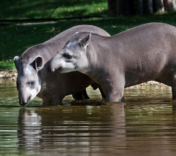 tapirja ob vodi