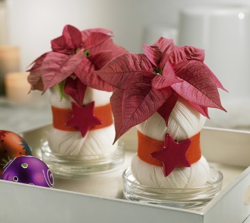 2008-me-165028 zvezda v klobčiču