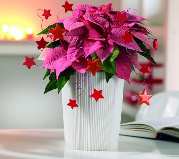 2009-decm2 mala zvezda z zvezdicami