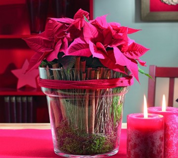 2009-deco2 mala rdeča zvezda v loncu s cimetovimi paličicami