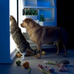 mačka in pes ponoči brskata po hladilniku