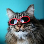 maček s sončnimi očali