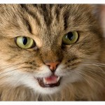 portret mačke, ki kaže zobe