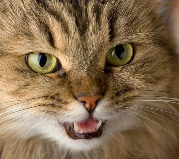 portret mačke, ki kaže zobe
