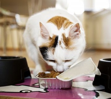 mačka je hrano iz originalne embalaže