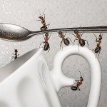 mravlje na skodelici